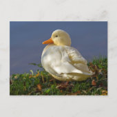 Carte Postale Petit canard blanc (Devant)