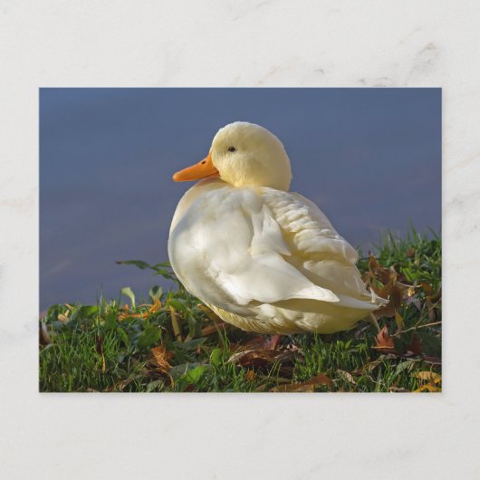 Carte Postale Petit canard blanc (Devant)