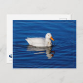 Carte Postale Petit Canard Blanc Dans L'Eau Ripplée (Devant / Derrière)