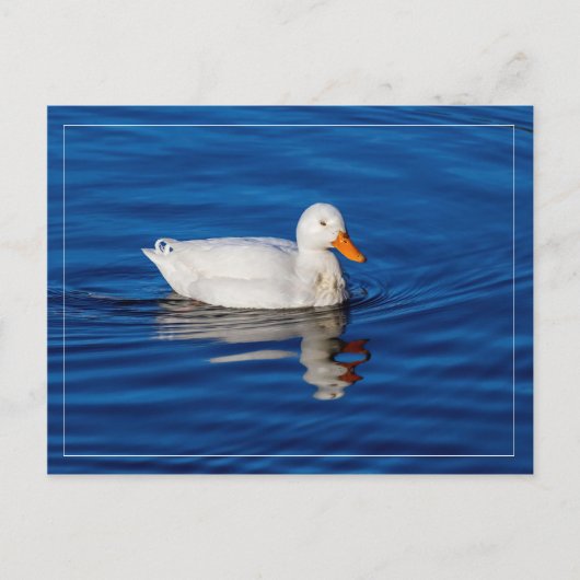 Carte Postale Petit Canard Blanc Dans L'Eau Ripplée (Devant)