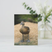 Carte Postale Petit canard curieux (Debout devant)
