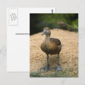 Carte Postale Petit canard curieux (Devant / Derrière)