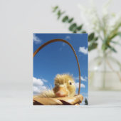 Carte Postale petit caneton (Debout devant)