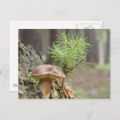 Carte Postale Petit champignon sauvage (Devant / Derrière)