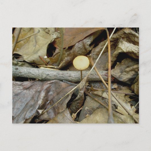 Carte postale Petit Champignons Jaunes (Devant)