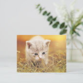 Carte Postale Petit chat doux (Debout devant)