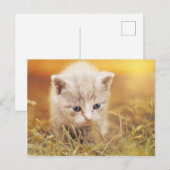 Carte Postale Petit chat doux (Devant / Derrière)