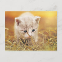 Petit chat doux