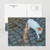 Carte Postale Petit Chat Point Ephèse (Devant / Derrière)