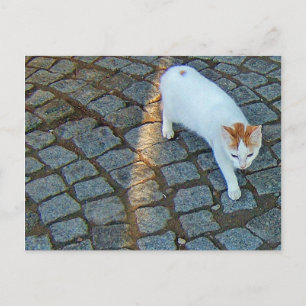 Carte Postale Petit Chat Point Ephèse