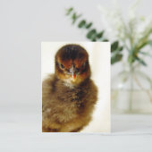 Carte Postale Petit Chick (Debout devant)