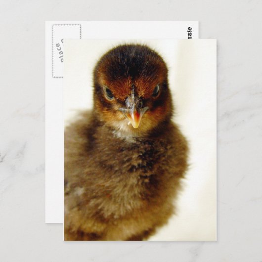 Carte Postale Petit Chick (Devant / Derrière)