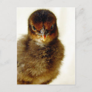 Carte Postale Petit Chick
