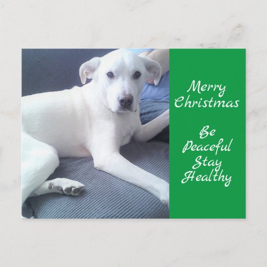 Carte Postale Petit Chien Blanc Tranquille Assis Avec Papa Vert (Devant)