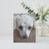 Carte Postale Petit chien caniche à thé blanc (Debout devant)