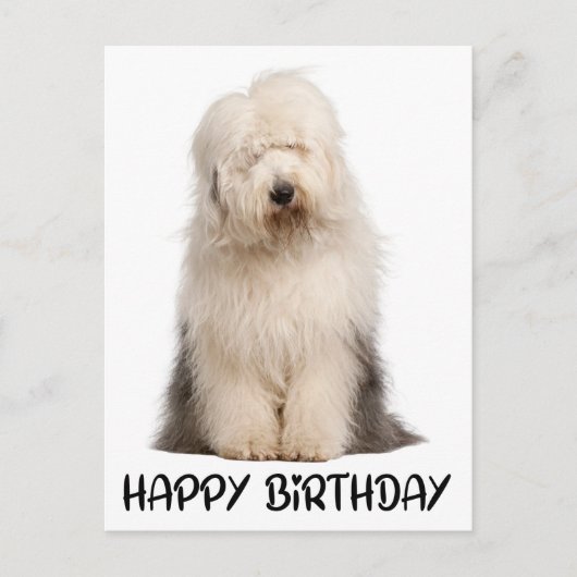 Carte Postale Petit Chien Chien Chien Vieux Anglais Chien à Chie (Devant)