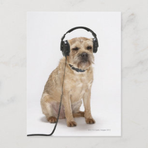 Carte Postale Petit chien portant un casque