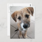 Carte Postale Petit chien triste mignon (Devant / Derrière)