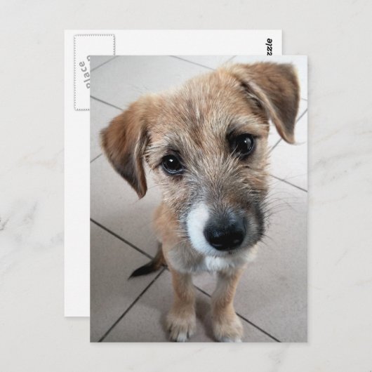 Carte Postale Petit chien triste mignon (Devant / Derrière)