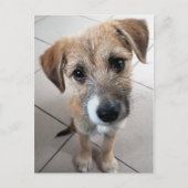 Carte Postale Petit chien triste mignon (Devant)