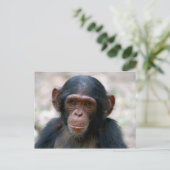 Carte Postale Petit chimpanzé (Debout devant)