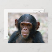 Carte Postale Petit chimpanzé (Devant / Derrière)