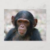 Carte Postale Petit chimpanzé (Devant)
