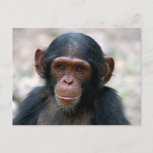Carte Postale Petit chimpanzé (Devant)