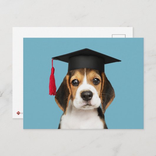 Carte Postale Petit chiot beagle dans une casquette de graduatio (Devant / Derrière)