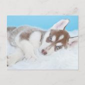 Carte Postale Petit Chiot Husky allongé sur une couverture (Devant)