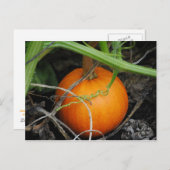 Carte postale petit Citrouille (Devant / Derrière)