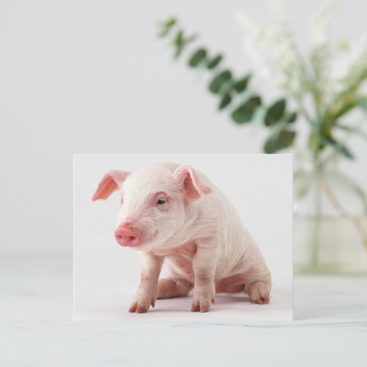 Carte Postale Petit cochon (Debout devant)