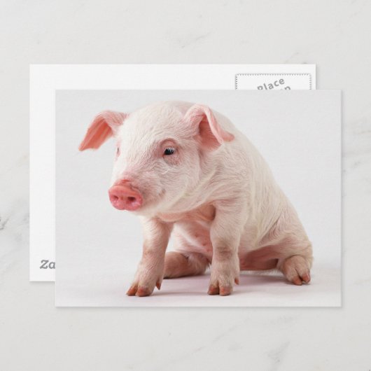 Carte Postale Petit cochon (Devant / Derrière)