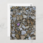 Carte Postale Petit Coeur mou pourpre sur Rocher Noir à Rocks (Devant / Derrière)