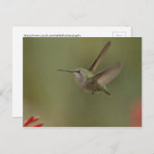 Carte Postale Petit colibri puissant (Devant / Derrière)