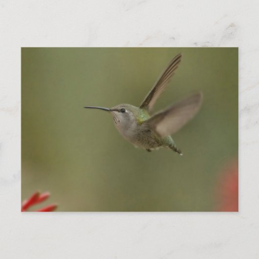 Carte Postale Petit colibri puissant (Devant)