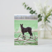 Carte Postale Petit Colt foncé (Debout devant)