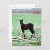 Carte Postale Petit Colt foncé (Devant / Derrière)