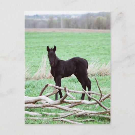 Carte Postale Petit Colt foncé (Devant)