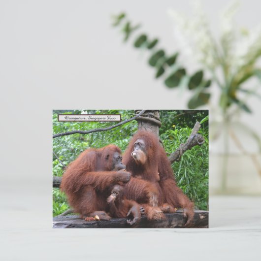 Carte Postale Petit déjeuner avec le zoo de Singapour Orangutans (Debout devant)