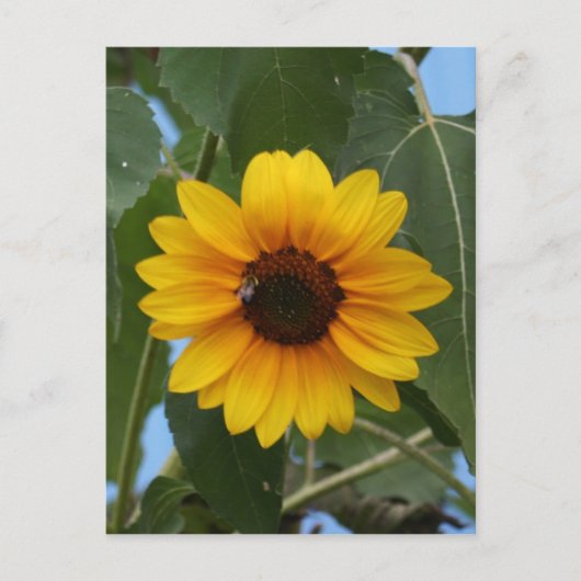 Carte Postale Petit déjeuner pour une Bee! ! (Devant)