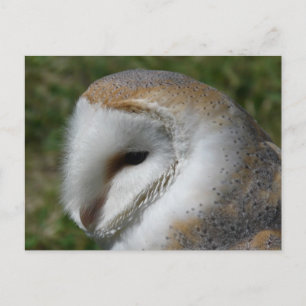 Carte Postale Petit-duc