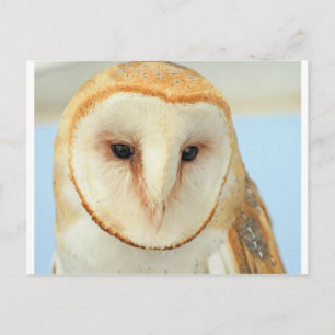 Carte Postale Petit-duc