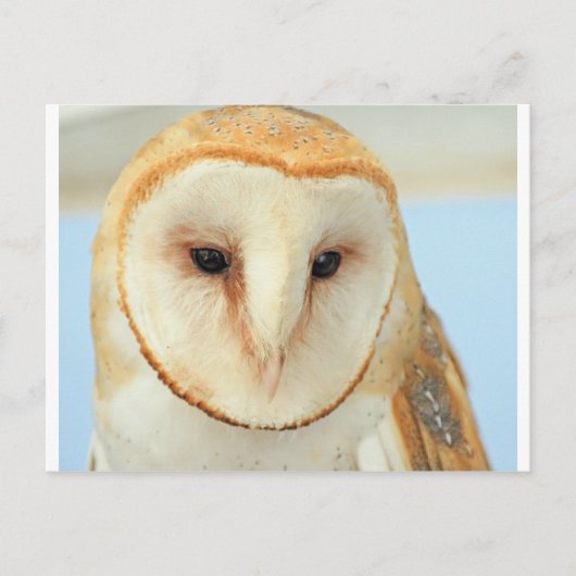 Carte Postale Petit-duc (Devant)