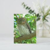 Carte Postale Petit-duc cubain (Debout devant)