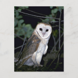 Carte Postale Petit-duc de Californie, Tyto alba, Californie, Ét