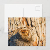 Carte Postale Petit-duc de l'Est (Devant / Derrière)