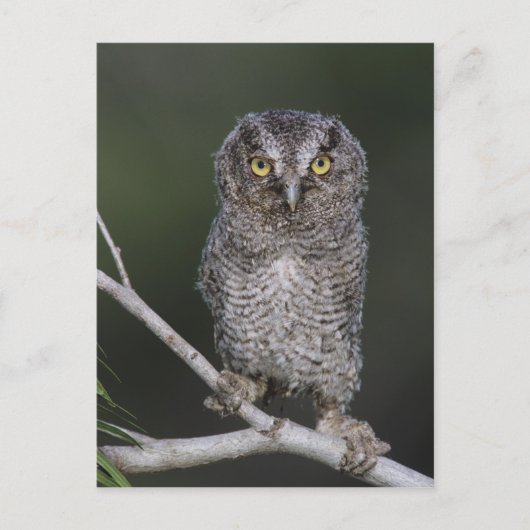 Carte Postale Petit-duc de l'Est, Megascops asio, Otus 2 (Devant)