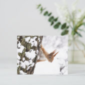 Carte Postale Petit écureuil (Debout devant)