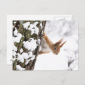 Carte Postale Petit écureuil (Devant / Derrière)